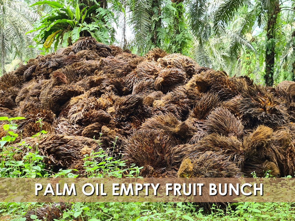 PALM OIL EMPTY FRUIT BUNCH