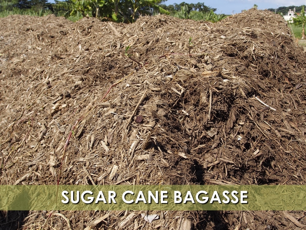 SUGAR CANE BAGASSE